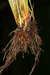 Weakstalk bulrush